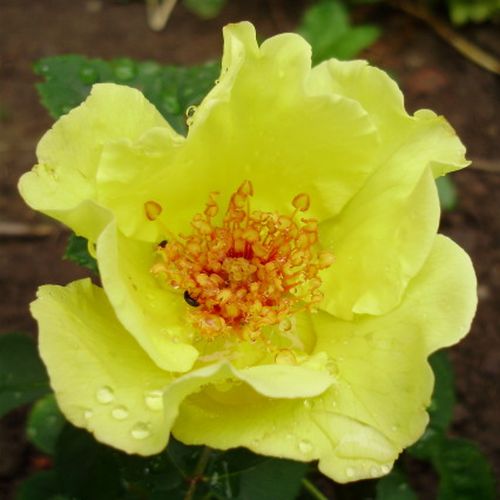 Vendita, rose Rosa Tibet-Rose™ - rosa dal profumo discreto - Rose Arbustive - Cespuglio - Rosa ad alberello - giallo - Heinrich Schultheis0 - 0